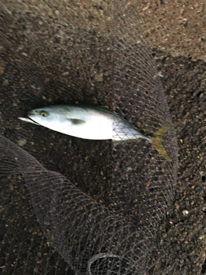 デイシーバス狙いが