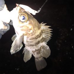 ウェーディングでメバリング