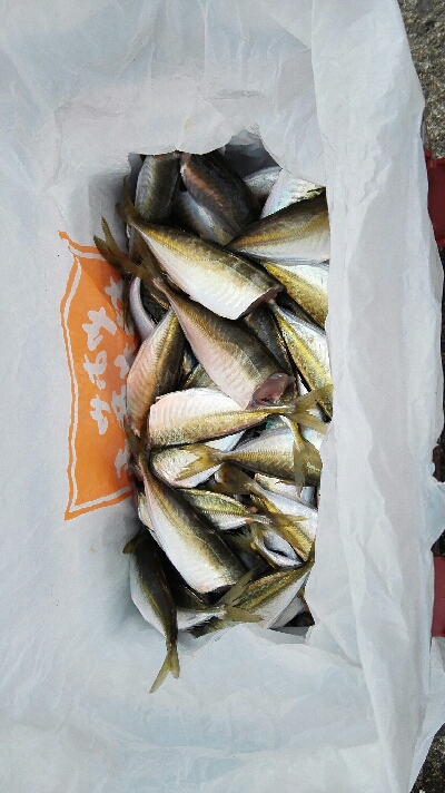 2018年1月4日釣行(釣り初め)in野北漁港