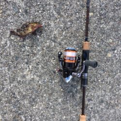 青物厳しいですねー