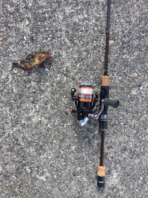 青物厳しいですねー