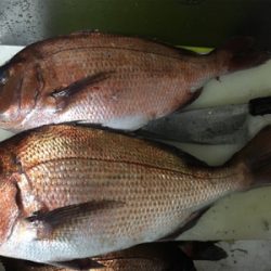 久しぶりの釣り堀