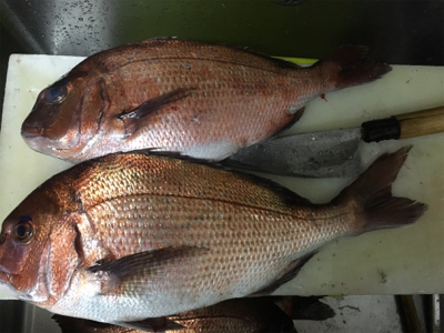 久しぶりの釣り堀