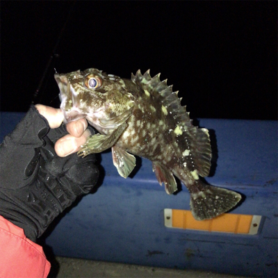 エサ釣りガシラ