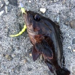 デイメバリング