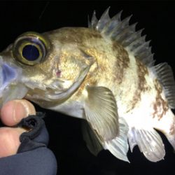 サーフメバリングにどっぷり！