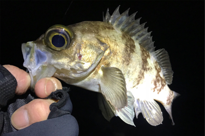 サーフメバリングにどっぷり！