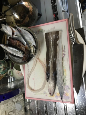 カレイ不発も嬉しい外道！