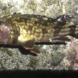 メバルは何処へ？