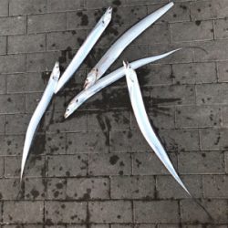 初フィッシュは…