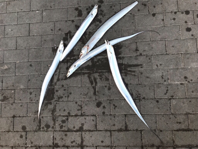 初フィッシュは…