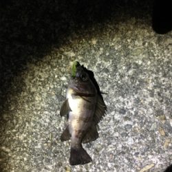 メバルぽつぽつ