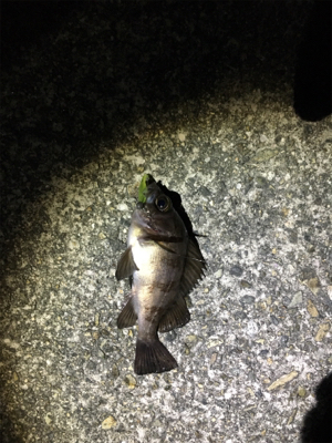 メバルぽつぽつ