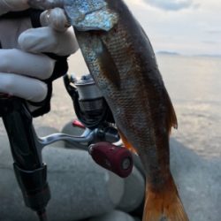 アジング(釣行 其の弐)