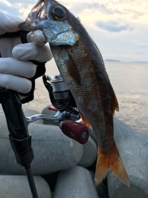 アジング(釣行 其の弐)