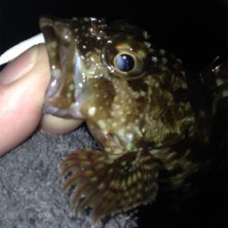 垂水漁港でガシリング！