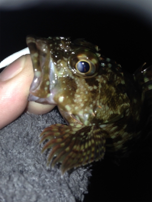 垂水漁港でガシリング！