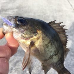 デイゲーム、メバリング