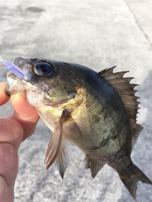 デイゲーム、メバリング