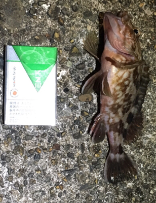 ナイトゲーム☆メバリング釣行♪