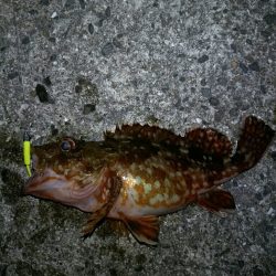 癒しのロックフィッシュ