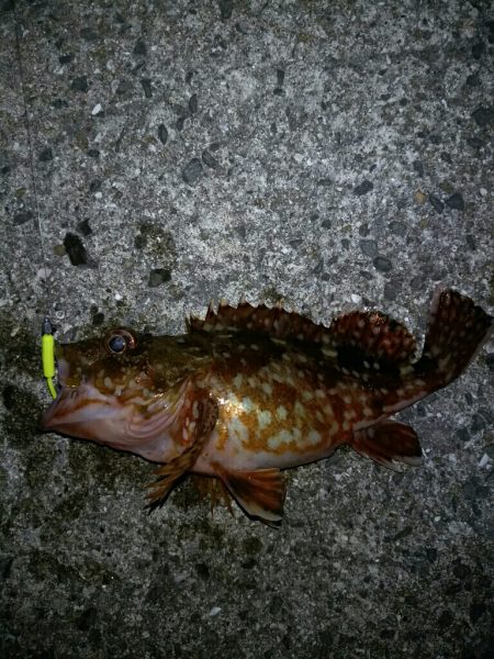 癒しのロックフィッシュ