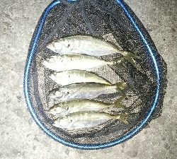 本年度初アジング