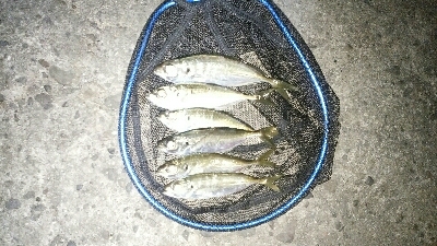 本年度初アジング