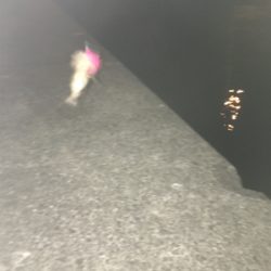 穏やかな 波、風、釣果