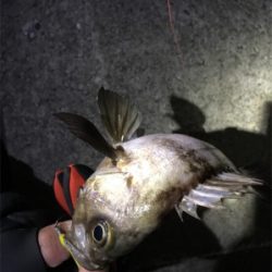 メバルいい感じ