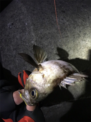 メバルいい感じ