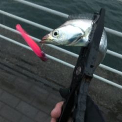 連日のタチウオ