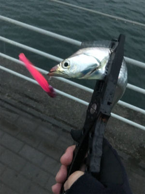 連日のタチウオ