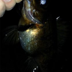 アクアパッツァを求めて