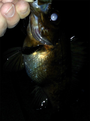 アクアパッツァを求めて