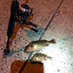 冬のライトゲーム@御坊