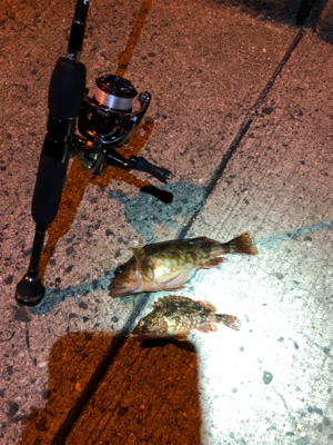 冬のライトゲーム@御坊