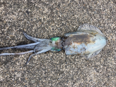 エギングでまさかの・・・