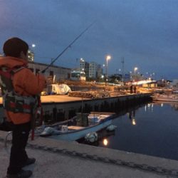 初釣行はガシラちゃん