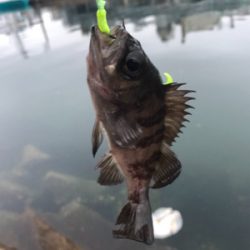 ディメバリング