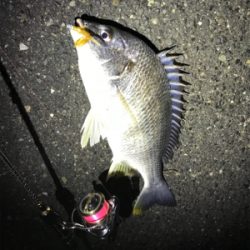 初釣りは寒チヌ調査！