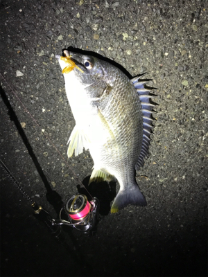 初釣りは寒チヌ調査！