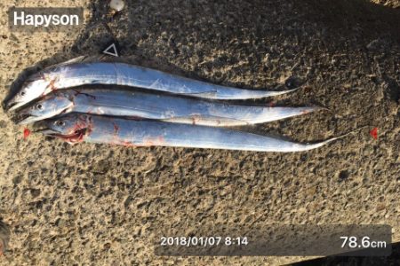 初釣りはタチウオ×3