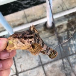 メバルとタケノコ