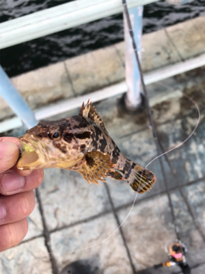 メバルとタケノコ