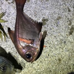 久々夜アジング!(釣行其の参)