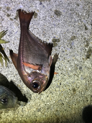 久々夜アジング!(釣行其の参)