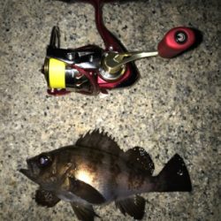 産卵期の爆喰い？