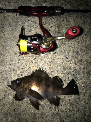 産卵期の爆喰い？