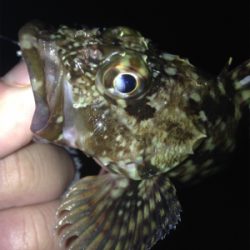 垂水漁港でガシリング！！17時〜21時